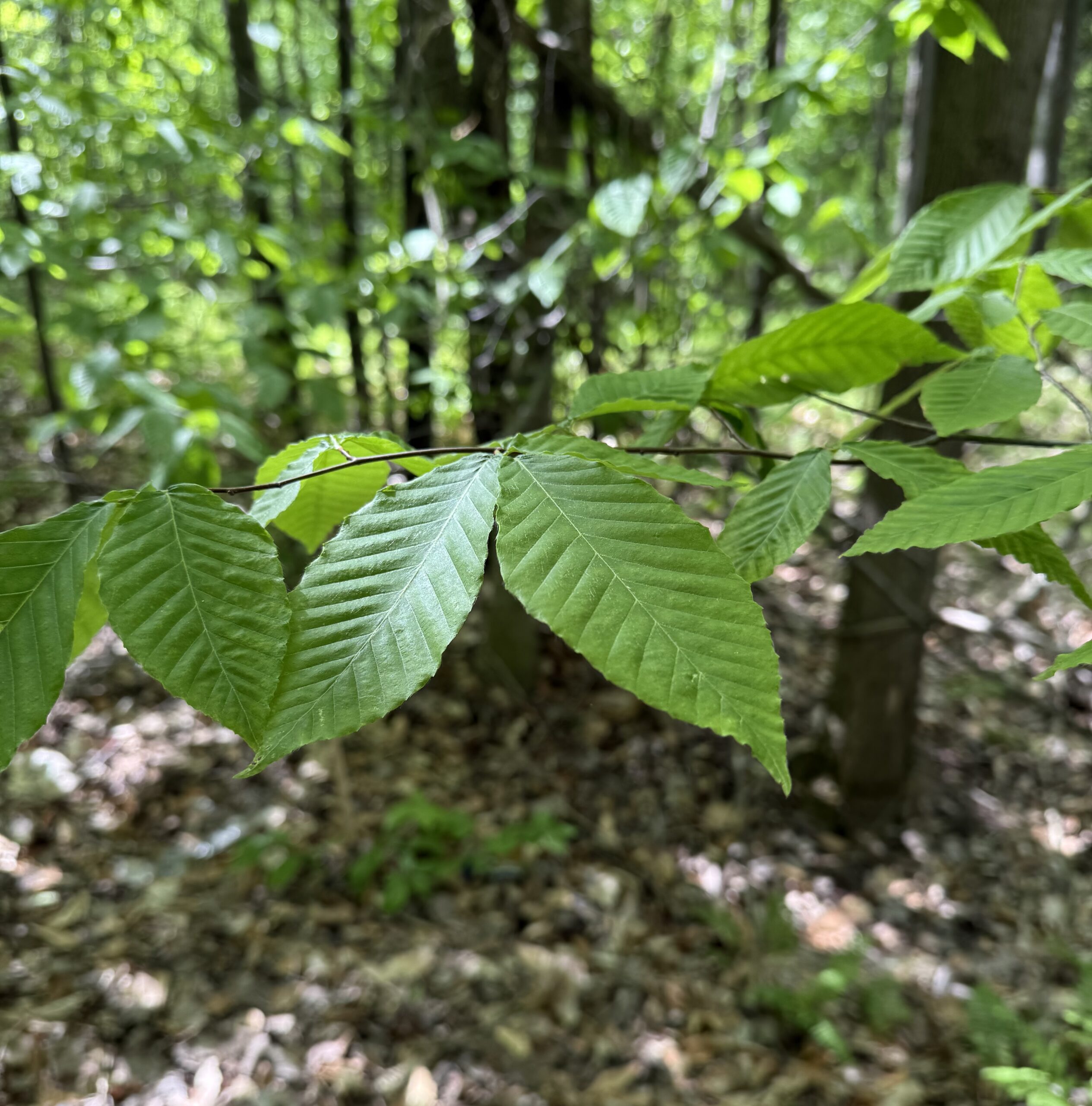Close-up of green leaves on a branch in a sunlit forest.