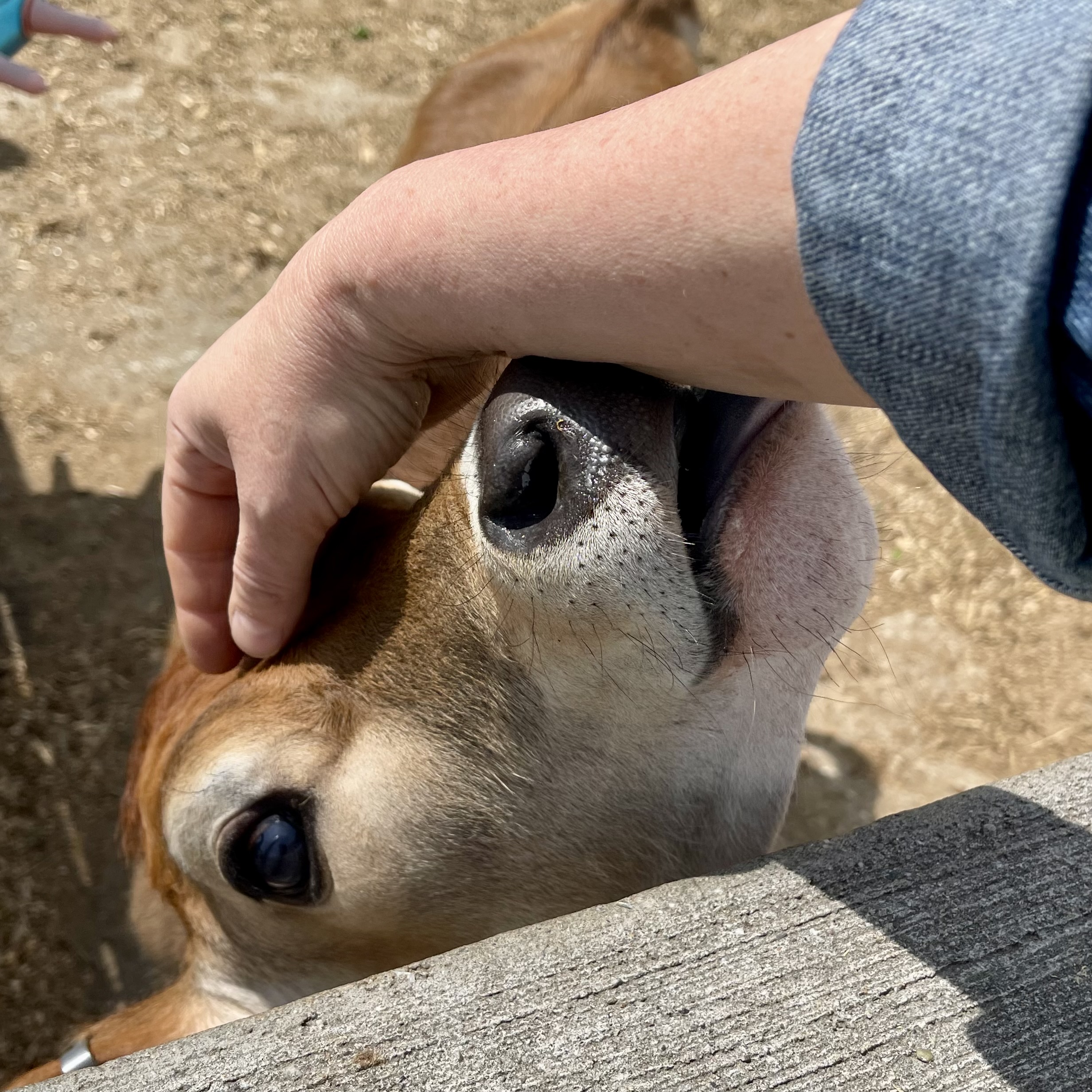 A young Jersey calf nuzzling and licking a person’s arm over a wooden fence.